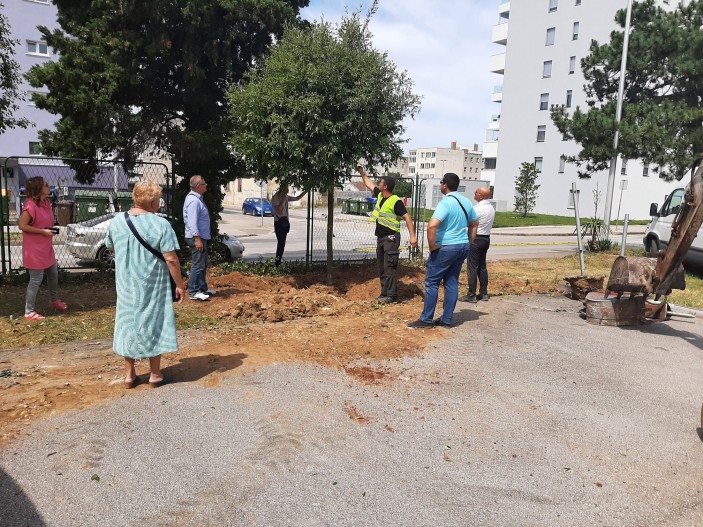 Stabla crnike iz Tuđmanove presađuju se u dvorište Opće bolnice